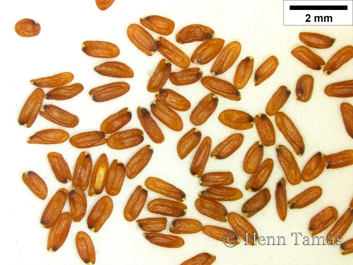 Sisymbrium officinale (L.) Scop.