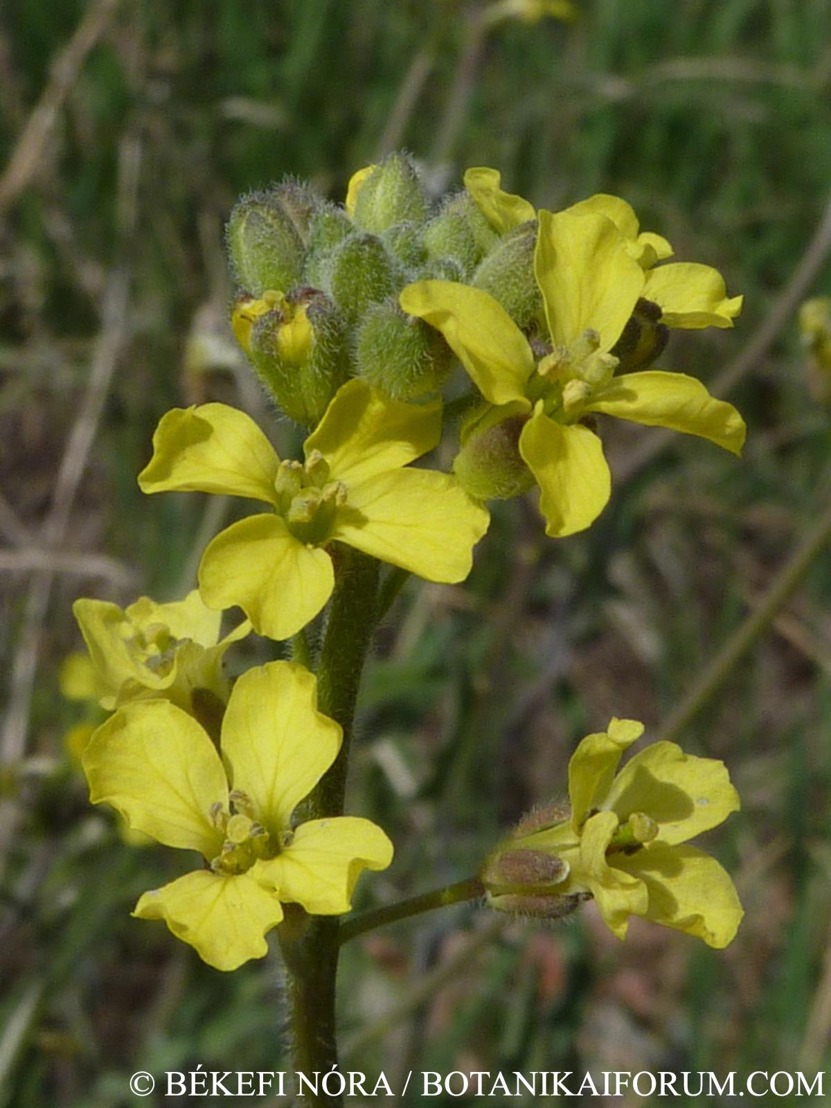 Sisymbrium orientale L.
