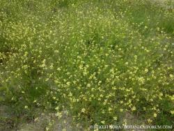 Sisymbrium orientale L. 2.Image