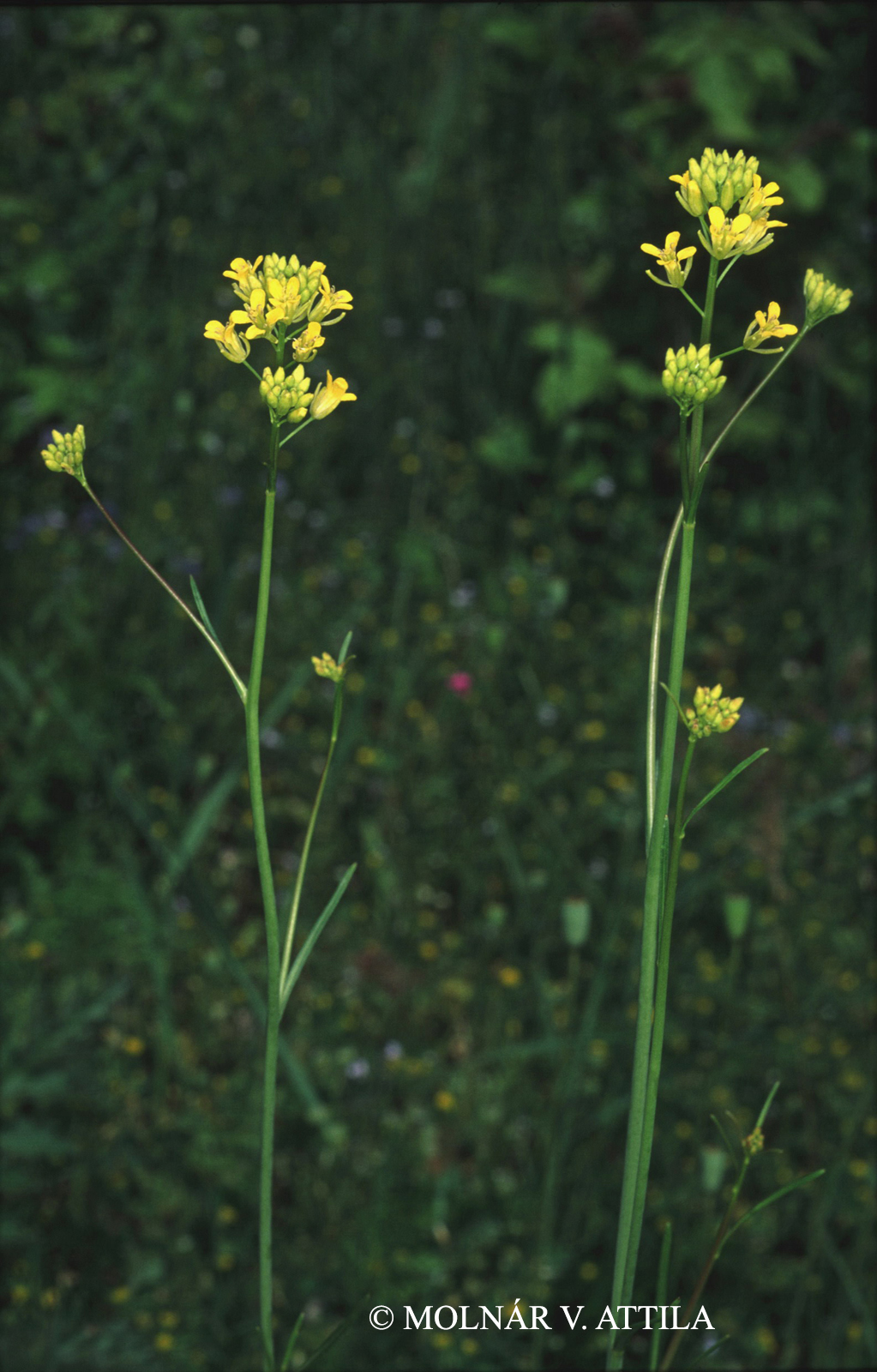Sisymbrium polymorphum (Murray) Roth