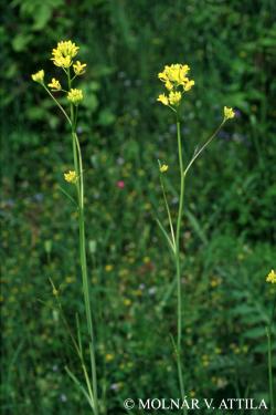 Sisymbrium polymorphum (Murray) Roth 2.Image