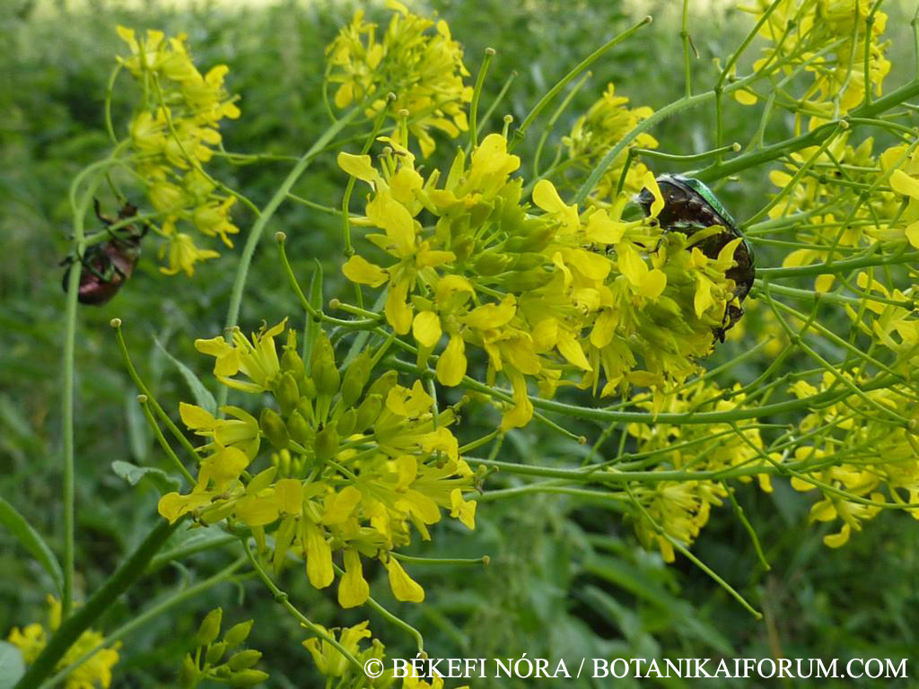 Sisymbrium strictissimum L.
