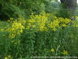 Sisymbrium strictissimum L. 2.Image