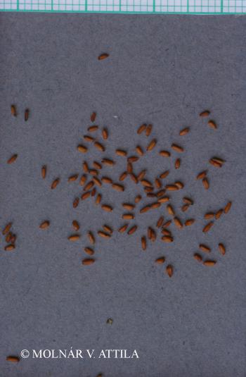 Sisymbrium strictissimum L. 3.Image