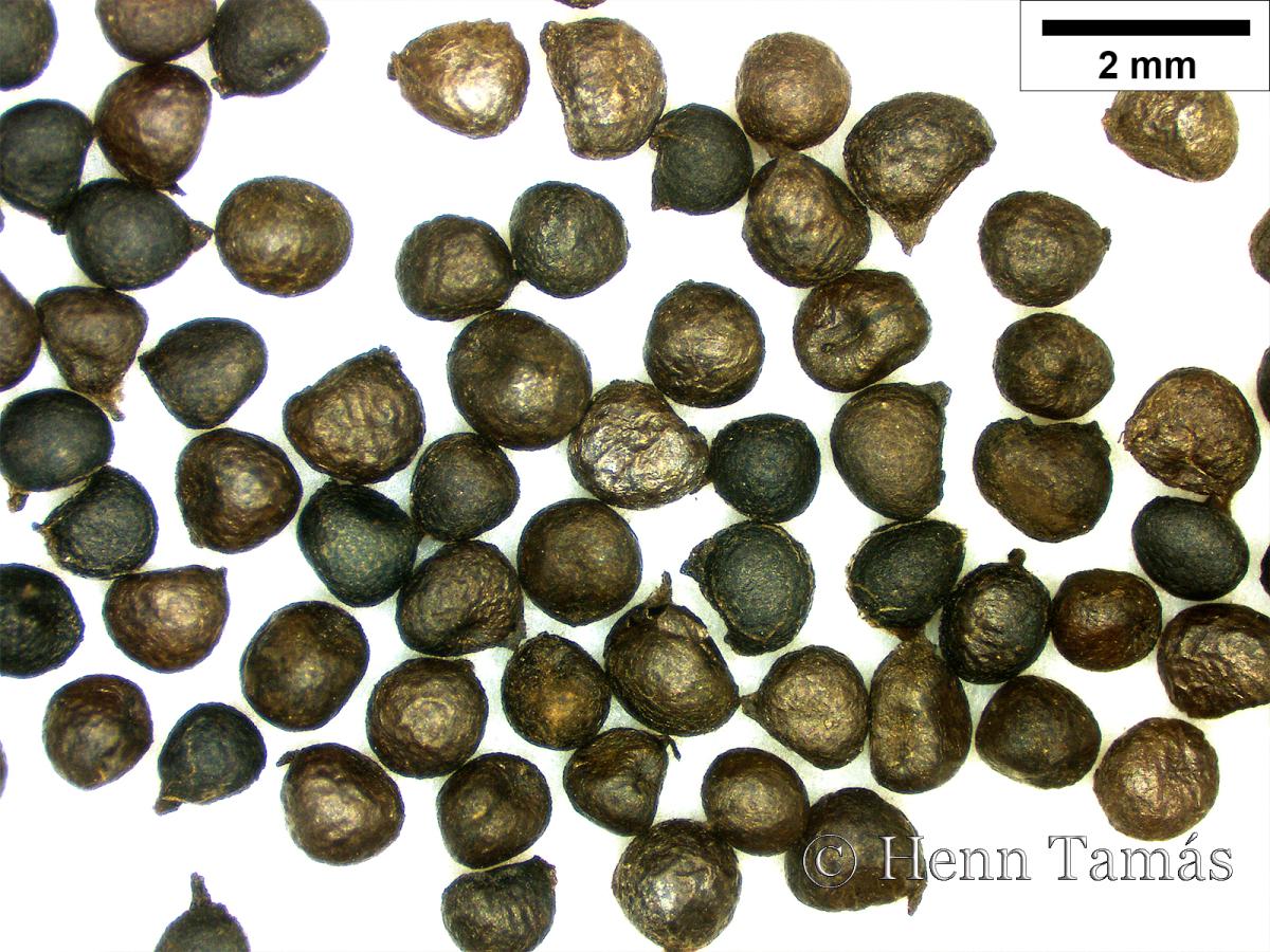 Sisyrinchium bermudiana Mill. s. l.