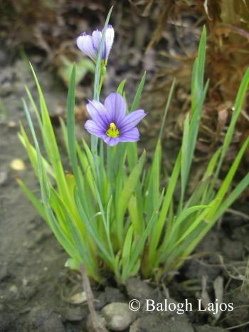 Sisyrinchium bermudiana Mill. s. l. 2.Kép