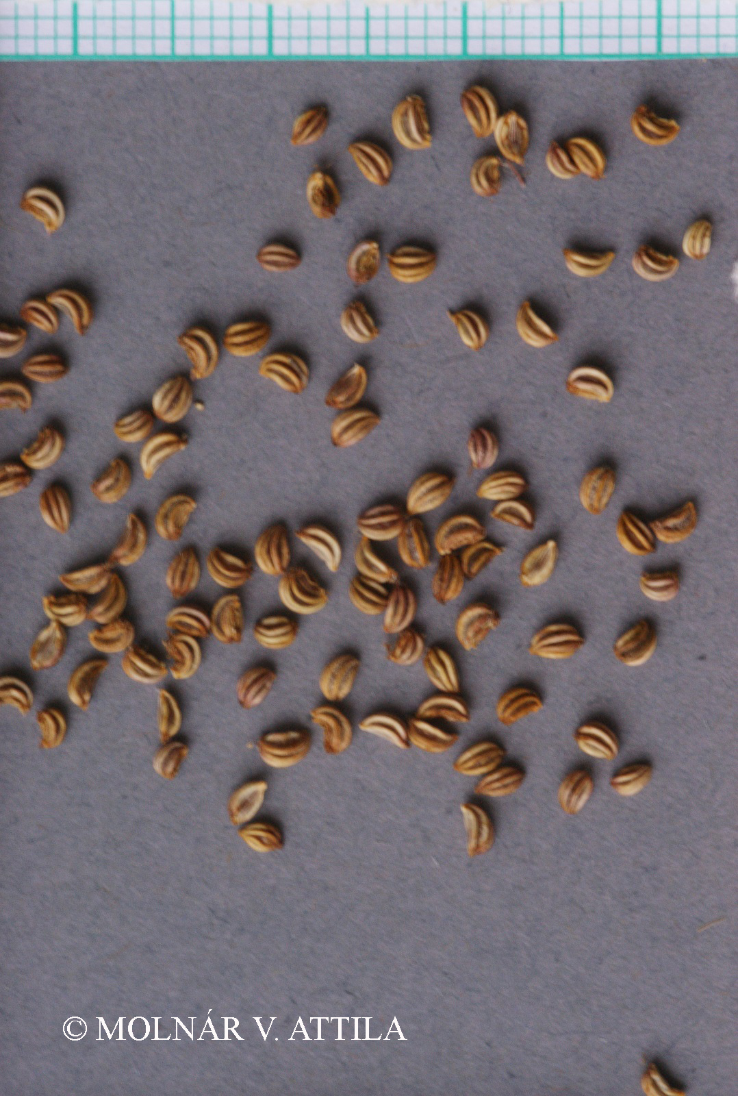 Sium latifolium L.