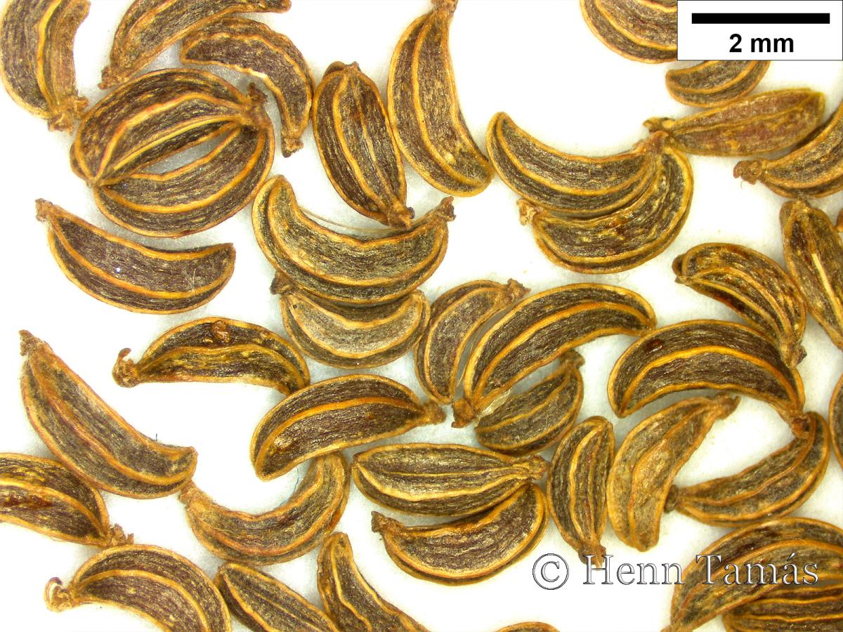 Sium sisarum L.