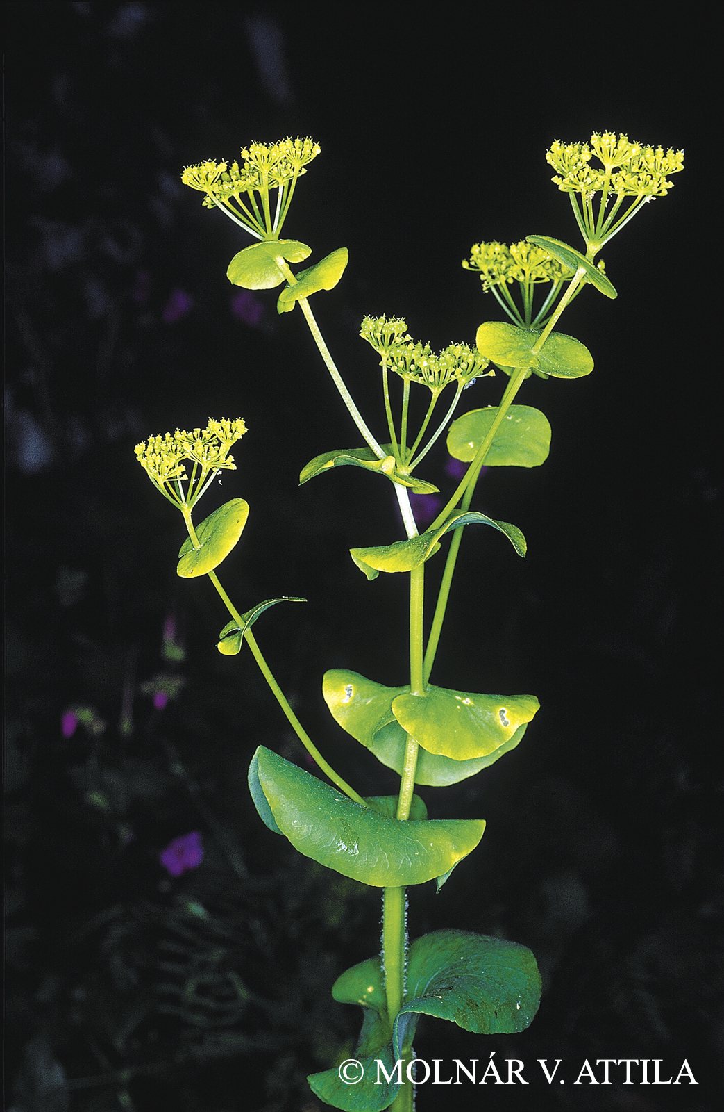 Smyrnium perfoliatum L.