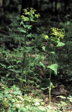 Smyrnium perfoliatum L. 2.Kép