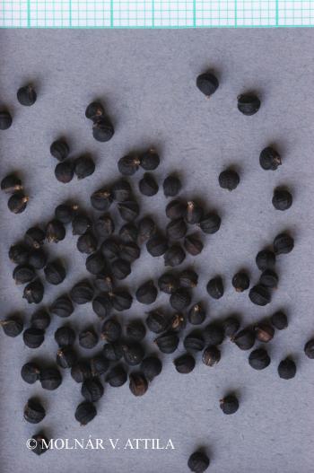 Smyrnium perfoliatum L. 4.Kép