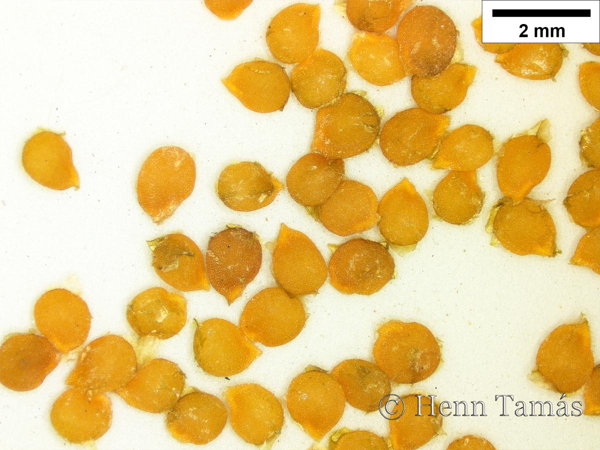 Solanum alatum Moench