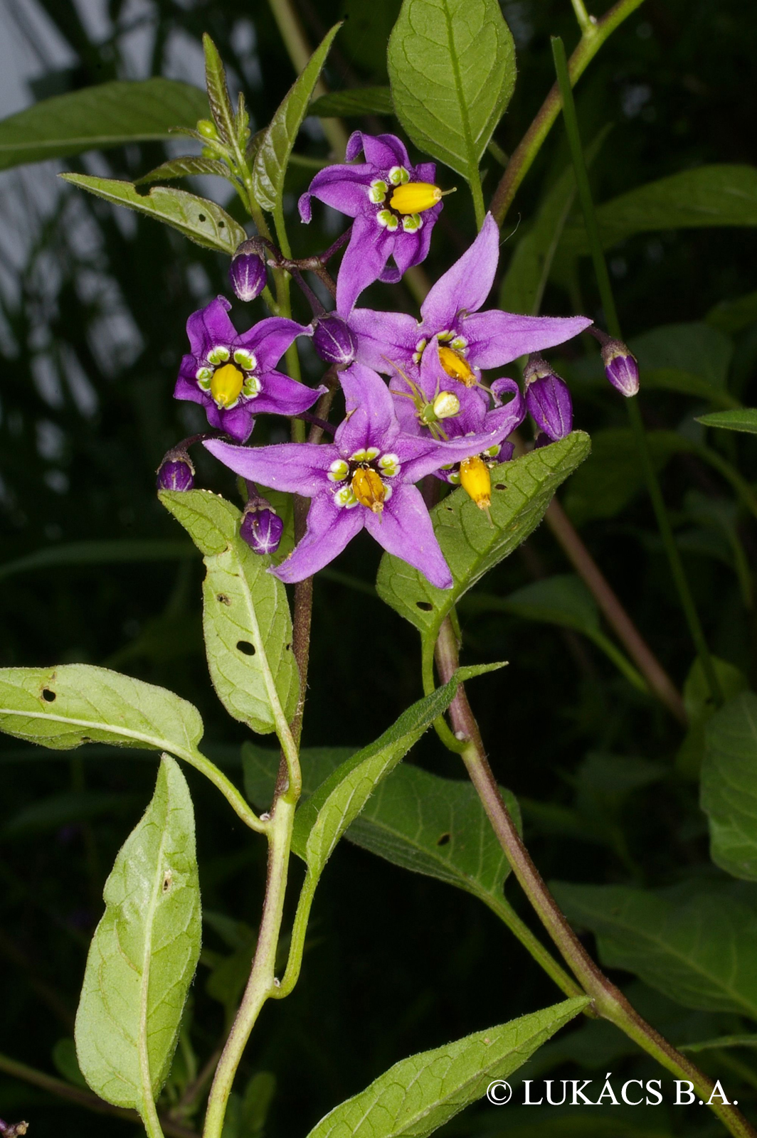 Solanum dulcamara L.