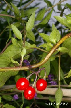 Solanum dulcamara L. 2.Image