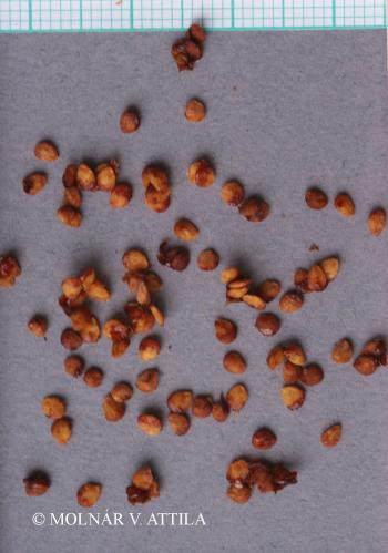 Solanum dulcamara L. 4.Image