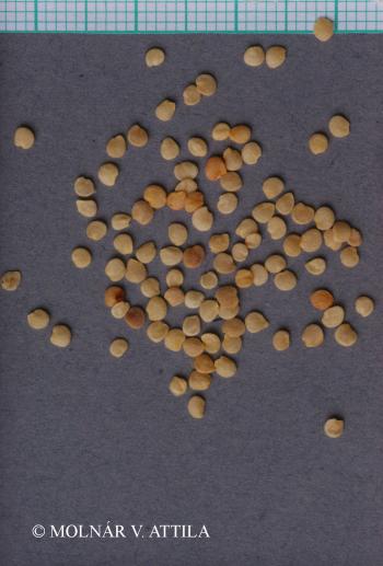 Solanum dulcamara L. 3.Image