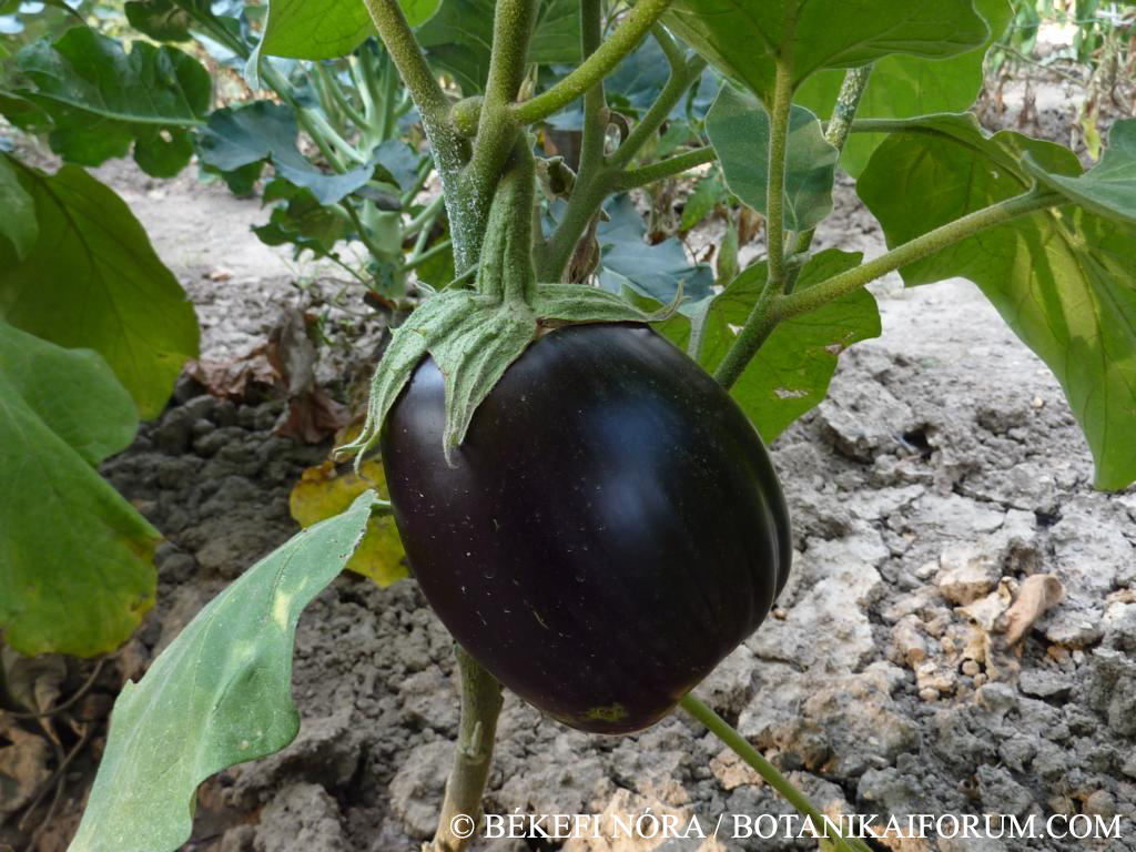 Solanum melongena L.