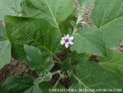 Solanum melongena L. 2.Image