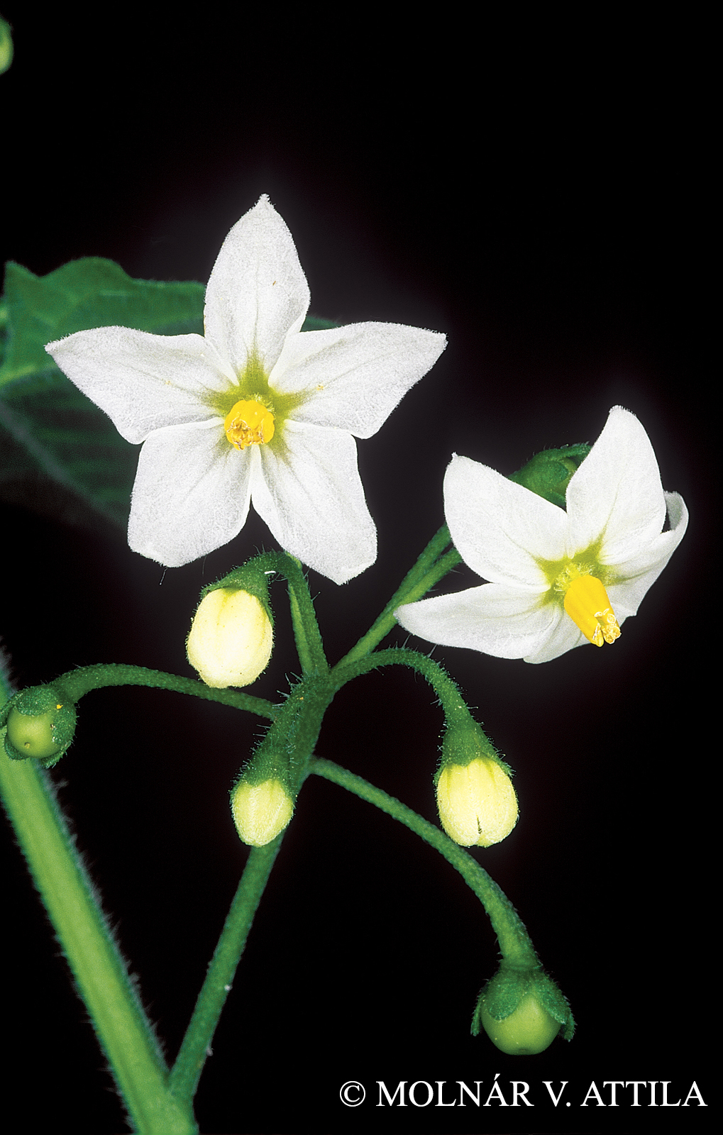 Solanum nigrum L.