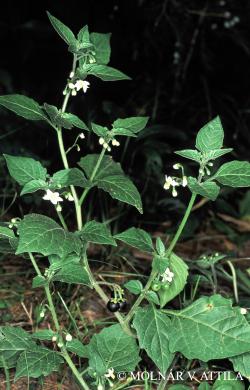 Solanum nigrum L. 2.Image