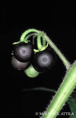 Solanum nigrum L. 3.Image