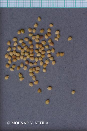 Solanum nigrum L. 4.Image