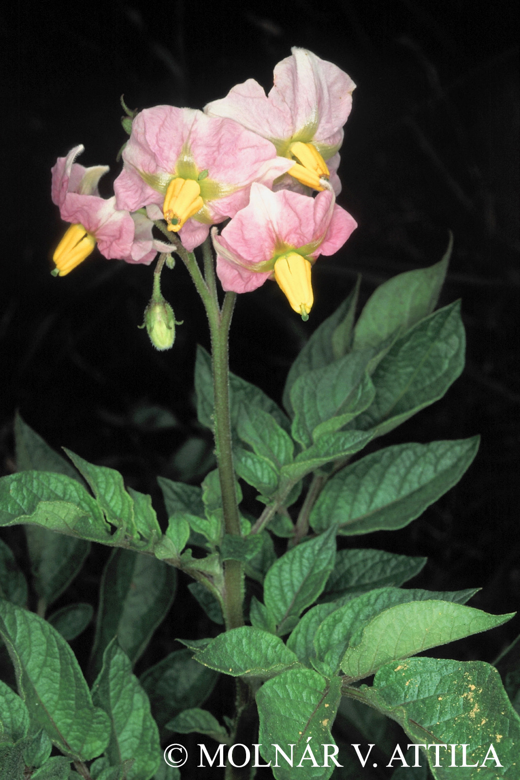 Solanum tuberosum L.