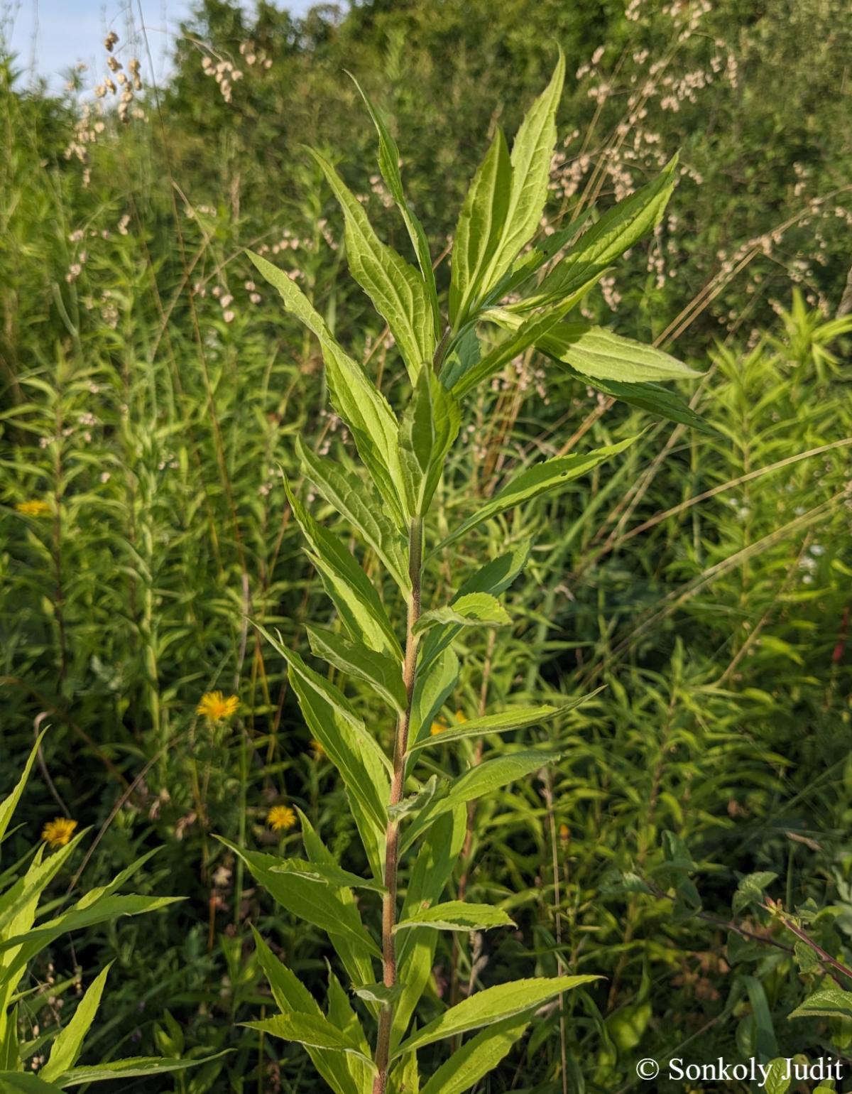 Solidago canadensis L.