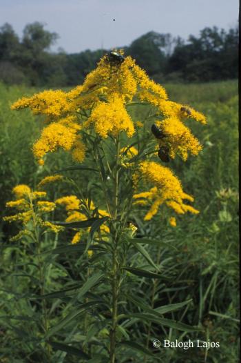 Solidago gigantea Aiton 2.Kép