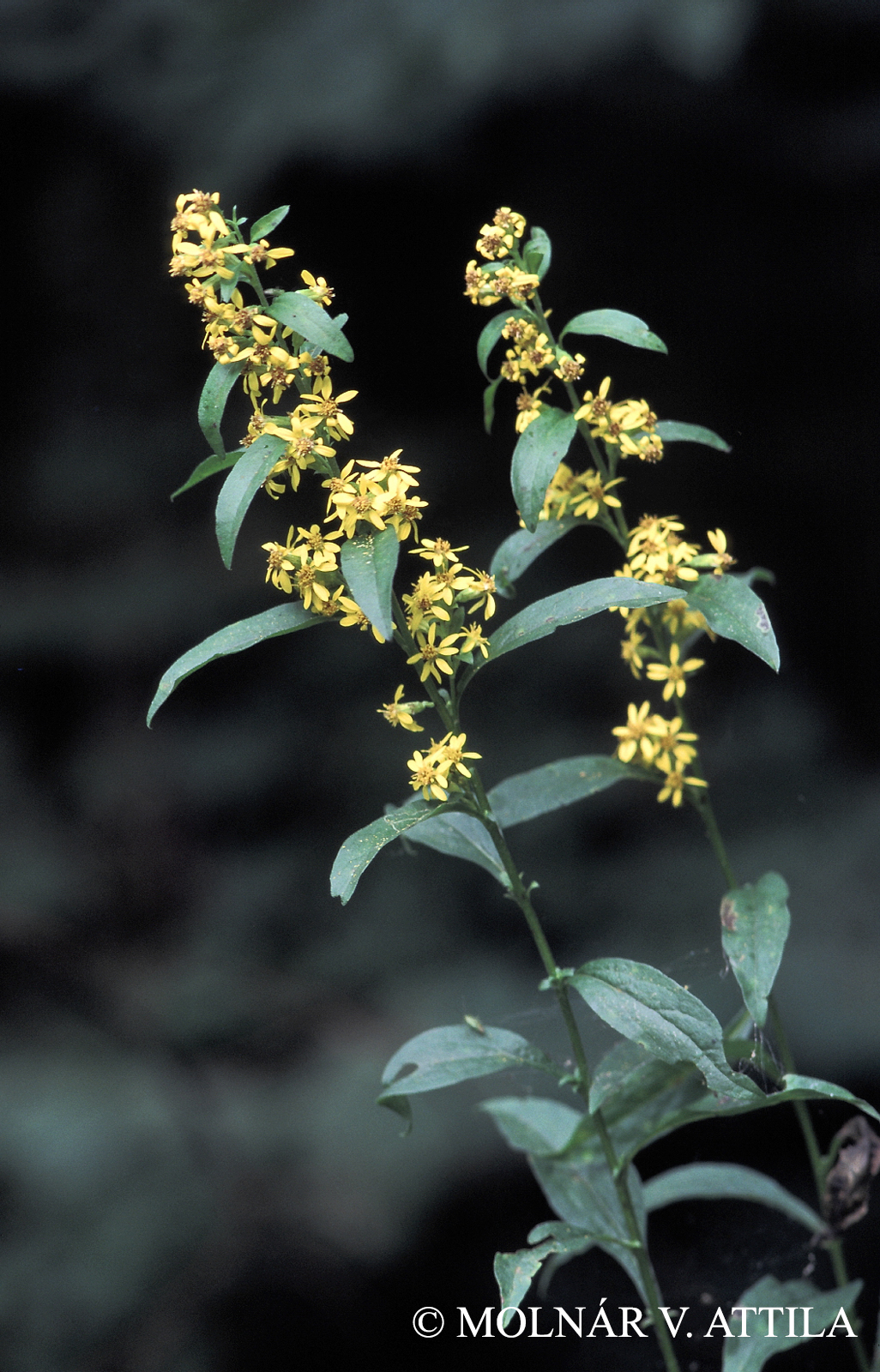 Solidago virgaurea L.