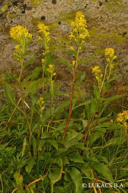 Solidago virgaurea L. 2.Kép