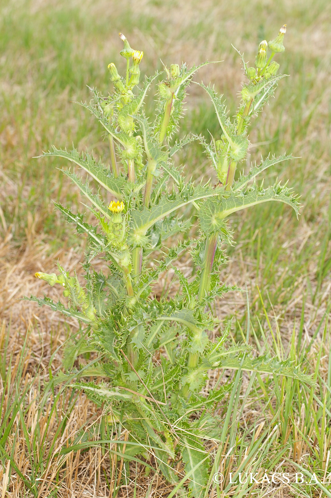 Sonchus asper (L.) Hill