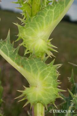 Sonchus asper (L.) Hill 2.Image