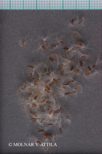 Sonchus asper (L.) Hill 3.Image
