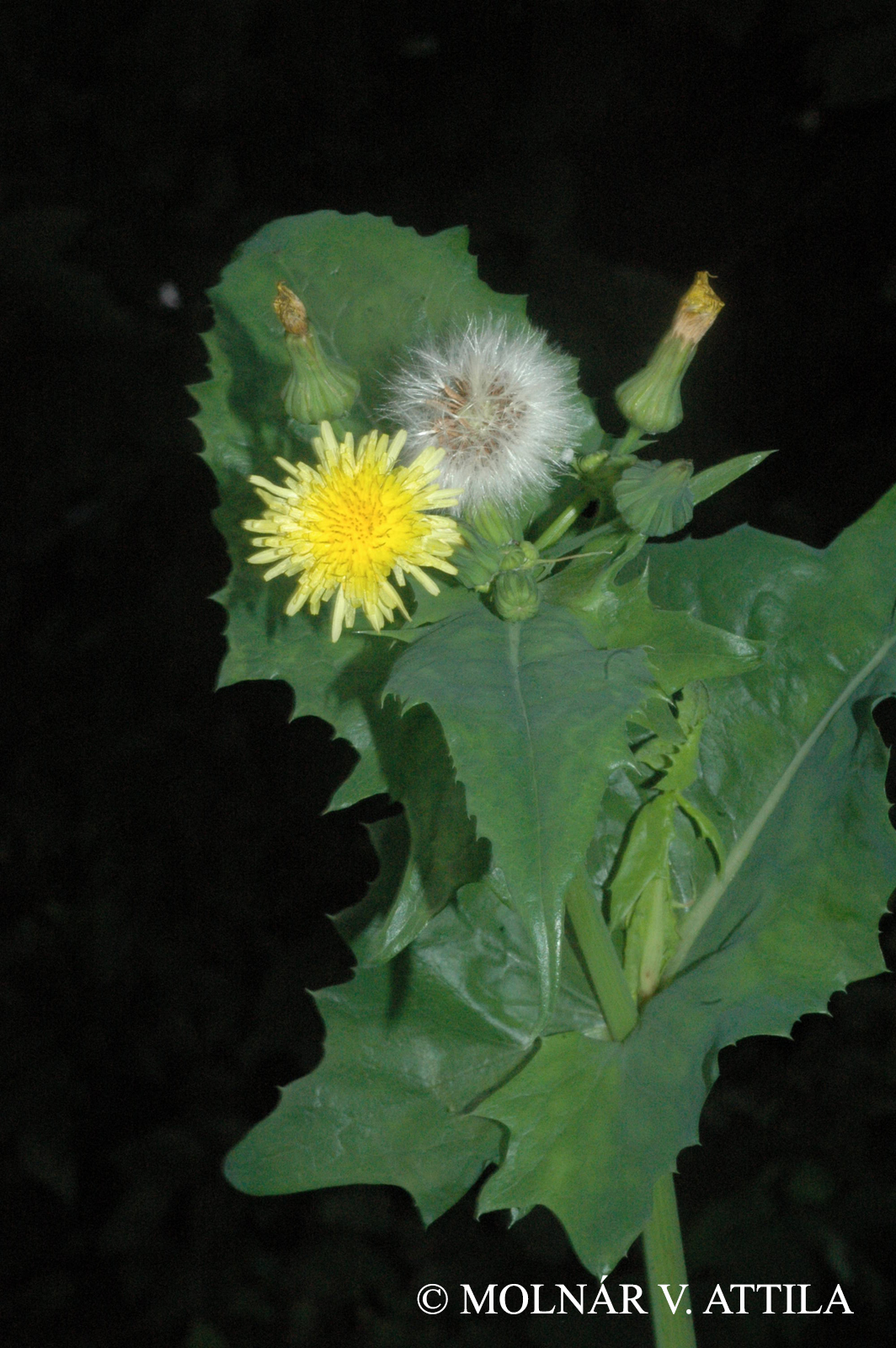 Sonchus oleraceus L.