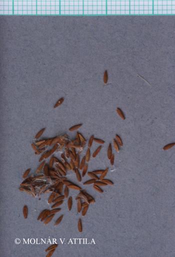 Sonchus oleraceus L. 2.Image