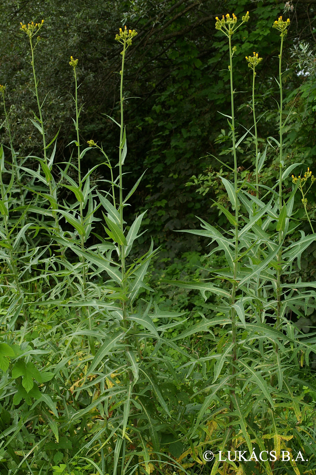 Sonchus palustris L.