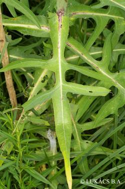 Sonchus palustris L. 2.Image