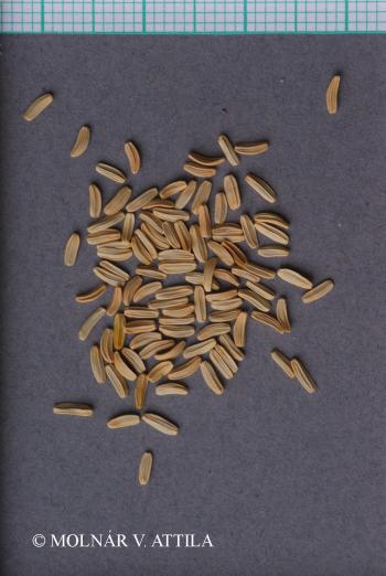 Sonchus palustris L. 3.Image