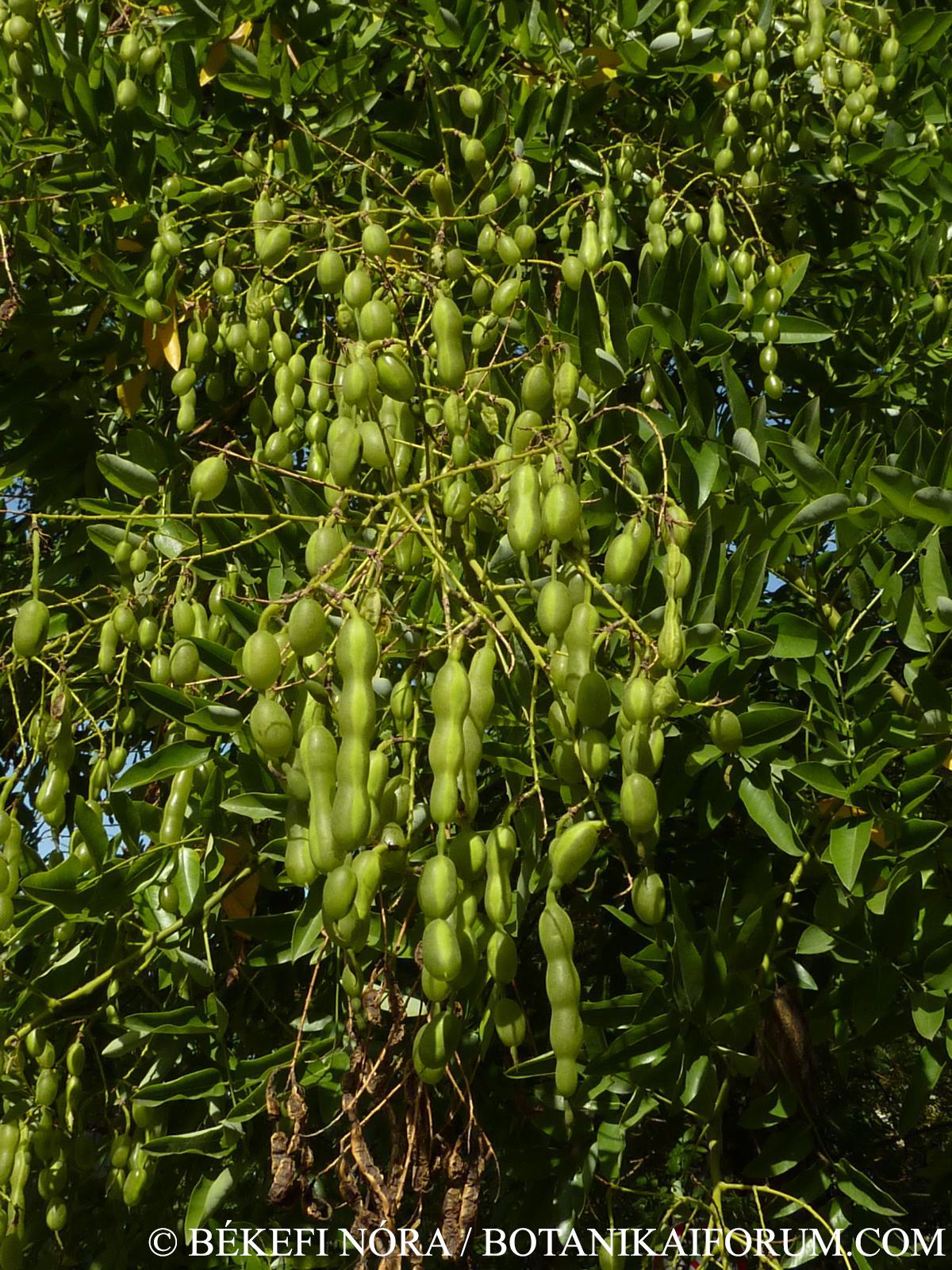 Sophora japonica L.
