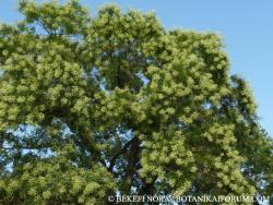 Sophora japonica L. 2.Kép