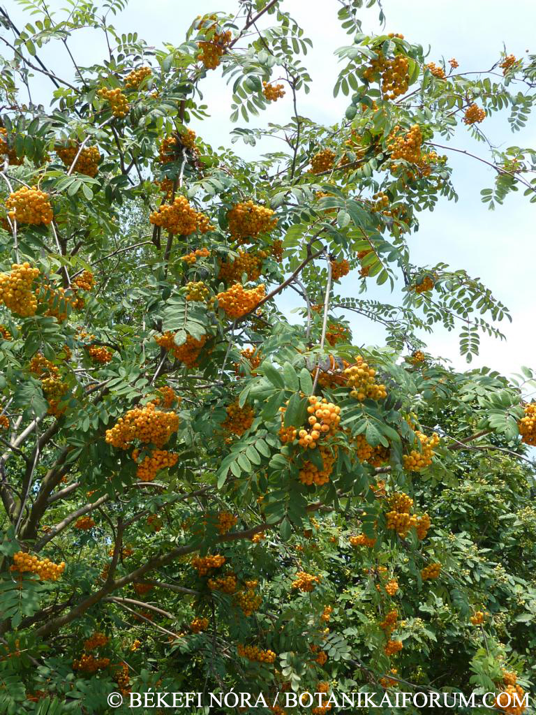 Sorbus aucuparia L.