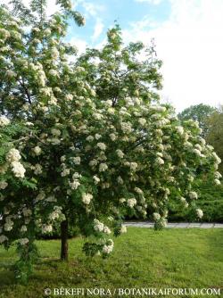 Sorbus aucuparia L. 2.Image