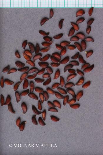 Sorbus aucuparia L. 3.Image