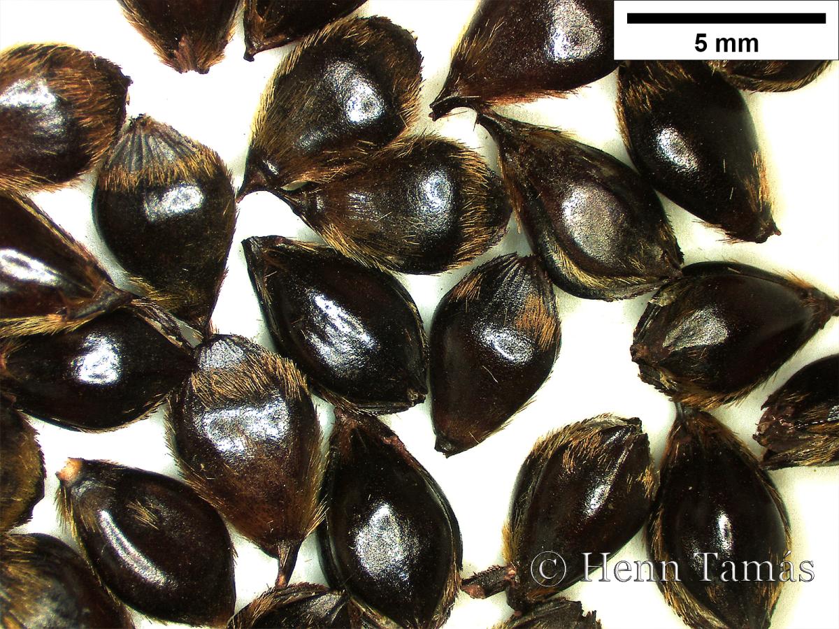 Sorghum bicolor (L.) Moench