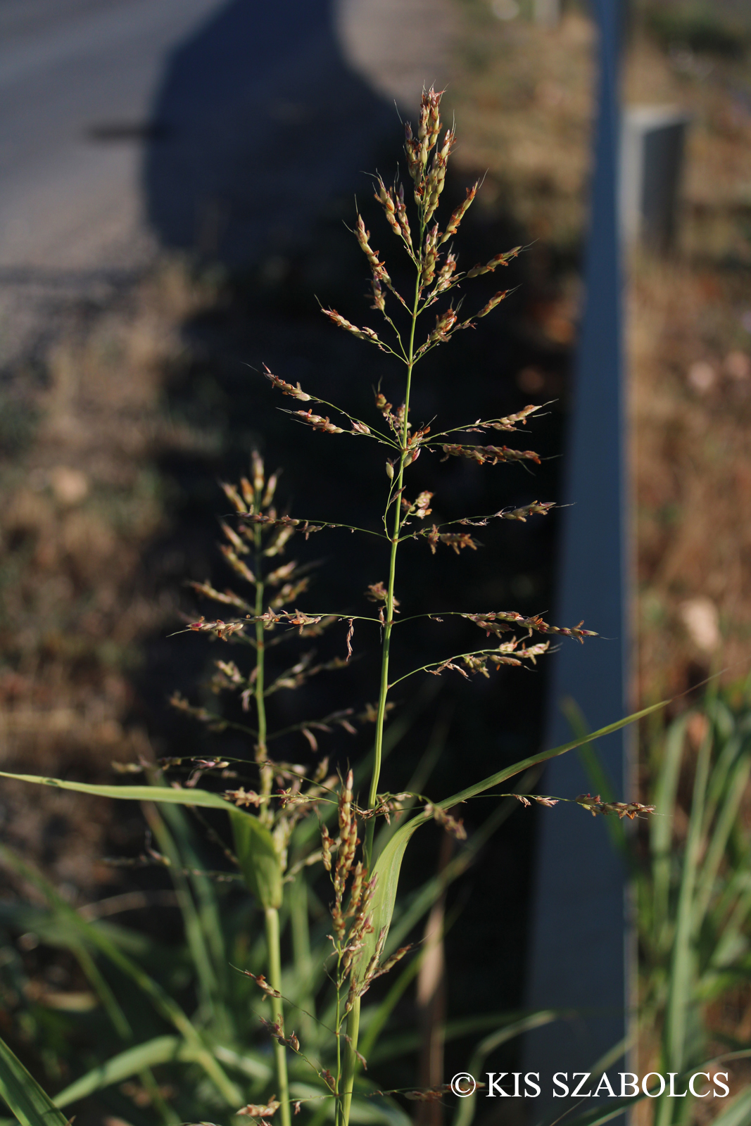 Sorghum halepense (L.) Pers.