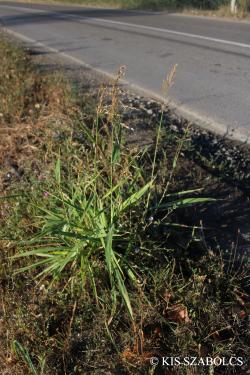 Sorghum halepense (L.) Pers. 2.Image