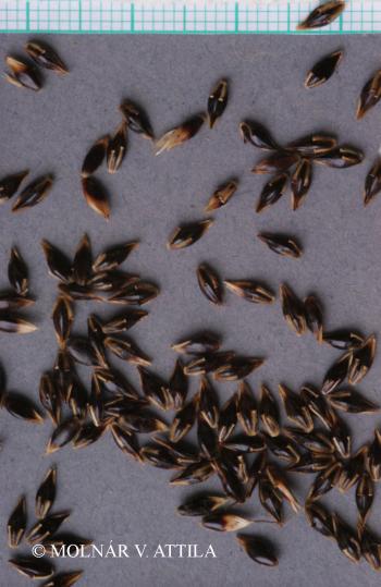 Sorghum halepense (L.) Pers. 3.Image