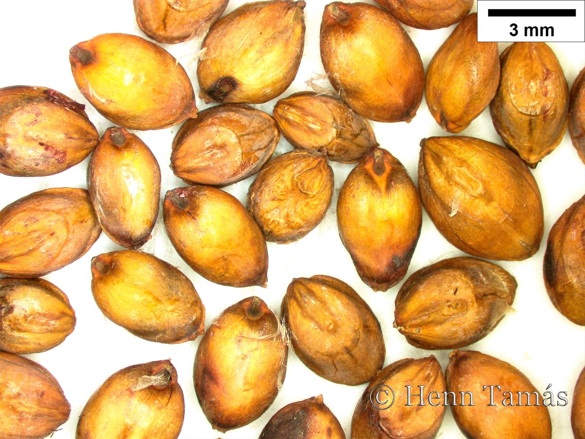 Sorghum sudanense (Piper) Stapf