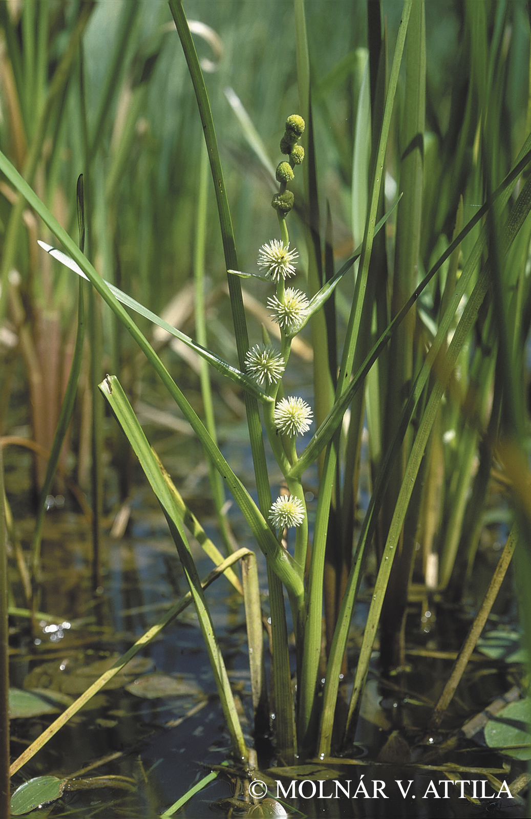 Sparganium emersum Rehmann